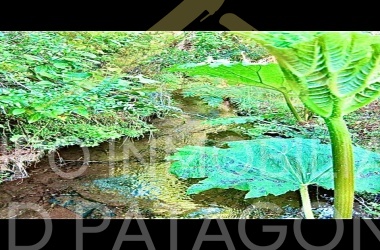 586, Palguin, Araucanía, ,Parcela,Venta,1275