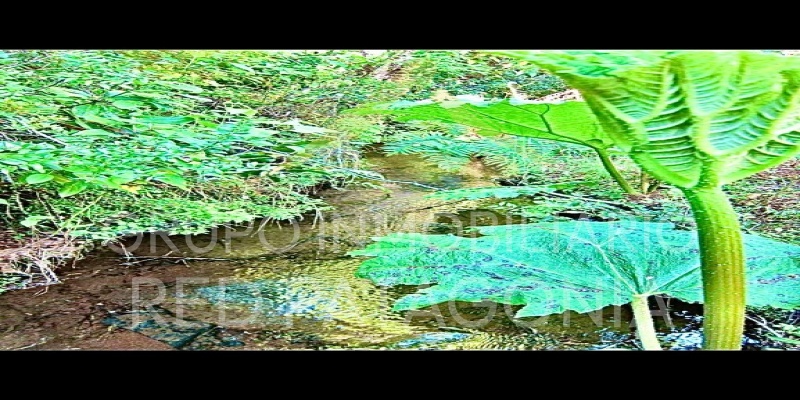 586, Palguin, Araucanía, ,Parcela,Venta,1275