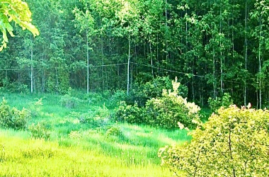 586, Palguin, Araucanía, ,Parcela,Venta,1275