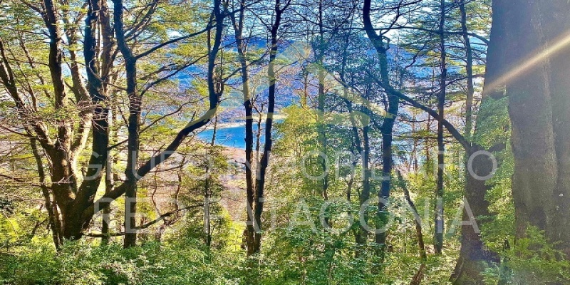 Lincoyan 336, Araucanía, ,Parcela,Venta,1323